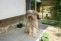 Korea-Jeonju-Sapsal dog in front of a Hanok Village-01.jpg