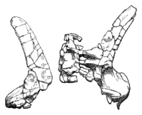 Lexovisaurus pelvis.png