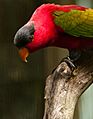 Lorius domicella -Jurong Bird Park -upper body-8a