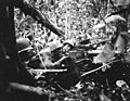 Marines Browning M1917 Cape Gloucester