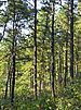 Pines in the Albany Pine Bush Preserve.jpg