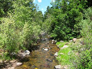 Rayado Creek, New Mexico