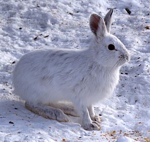 Snowshoe Hare, Shirleys Bay