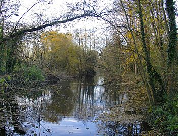 The River Ash, upstream from Squire's Bridge (geograph 3767316).jpg