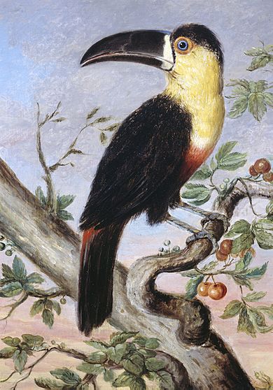 Toucan by Nicholas Aylward Vigors 1831