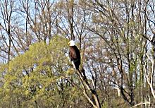 Bald Eagle on Weister Creek, WI Beaver Pond
