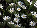 Bloodroot (Sanguinaria canadensis) - Guelph
