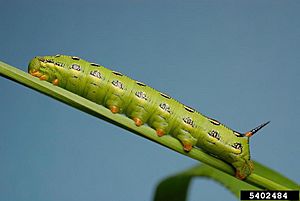 Hyles lineata larva colorado