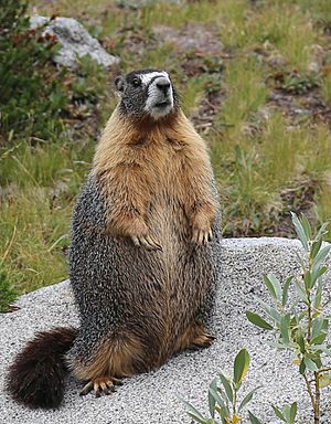 Marmota flaviventris standing S of Donahue Pass