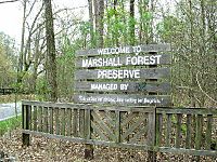 Marshall forest1.jpg