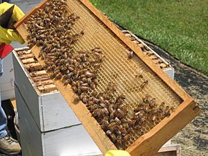 Western Honey Bees and Honeycomb