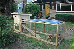 Backyard chicken coop with green roof