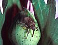 Cotton boll weevil