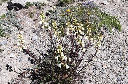 Curved-beak lousewort (Pedicularis contorta) - Flickr - brewbooks (1)