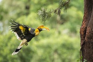 Female Great Hornbill carrying food