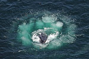 Humpback whale bubble net feeding Christin Khan NOAA
