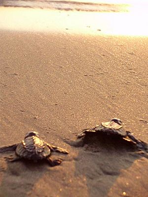 Olive ridley turtles