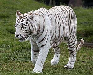 White Tiger 6 (3865790598)