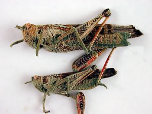 CSIRO ScienceImage 1367 Locusts attacked by the fungus Metarhizium