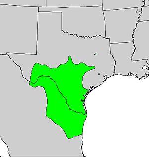 Diospyros texana range map.jpg