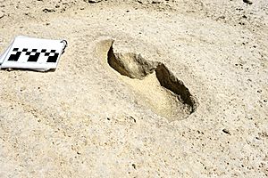 Fossil footprint, Harlan's ground sloth, White Sands National Park, New Mexico, United States