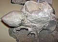 Geodized pentamerid brachiopods (Silurian; Swayzee, Indiana, USA) 1