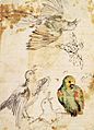 Giovanni Da Udine - Study of a Parrot and Other Birds - WGA09430
