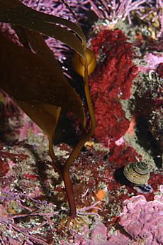 Juvenile Giant kelp (Macrocystis pyrifera)