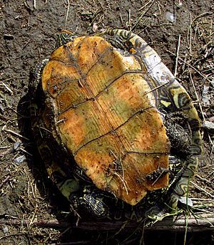 Northern Map Turtle, plastron