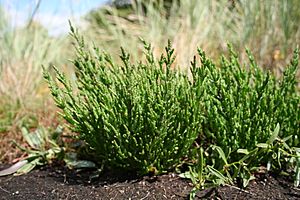 Salicornia europaea MS 0802