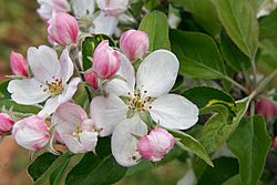 Apple blossoms.jpg