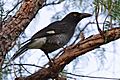 Currawong in peppercorn