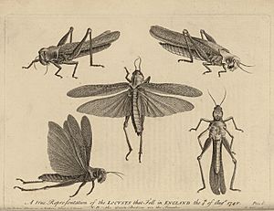 Diagrams of Locusts which swarmed over England in 1748