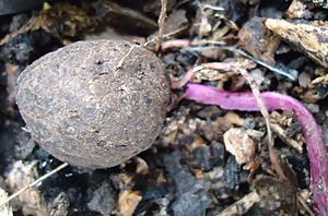 Photograph of rounded brownish tuber