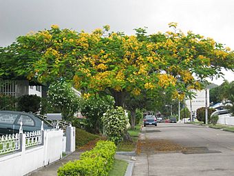 Flamboyan amarillo en el pueblo de Cayey, Puerto Rico