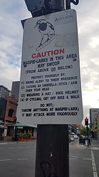 Magpie warning sign