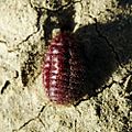 Porphyrophora hamelii, female