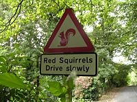 Red squirrels warning signs, Lake District