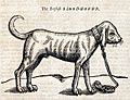 Bloodhound-Eng