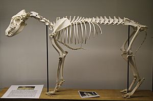 Dingo (Canis lupus dingo) skeleton at the Royal Veterinary College anatomy museum