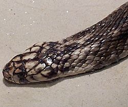 Egyptian cobra (Naja haje) at Jacksonville Zoo