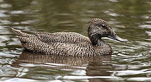Freckled-duck-female