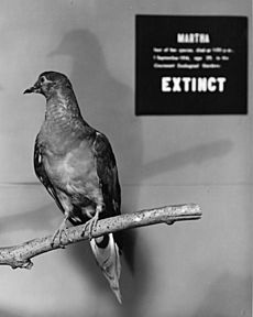 Martha, a Passenger Pigeon