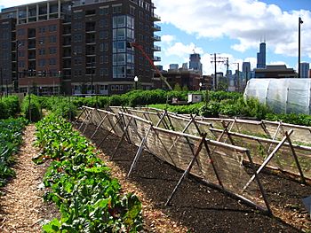 New crops-Chicago urban farm