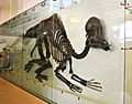 Ornithischia AMNH