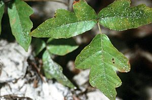 Toxicodendron pubescens.jpg