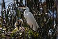 Ardea alba -chicks and nest -Morro Bay Heron Rookery -8