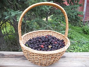 Basket of wild blackberries