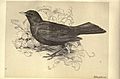 Birds from Moidart and elsewhere (Plate 20) (8510242531)