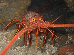 California spiny lobster.JPG